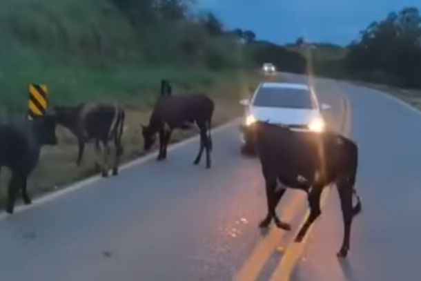 Morador registra gado solto na MG-455 em Andradas