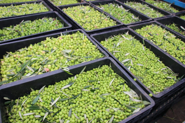 Serra da Mantiqueira projeta safra recorde de azeite em 2026