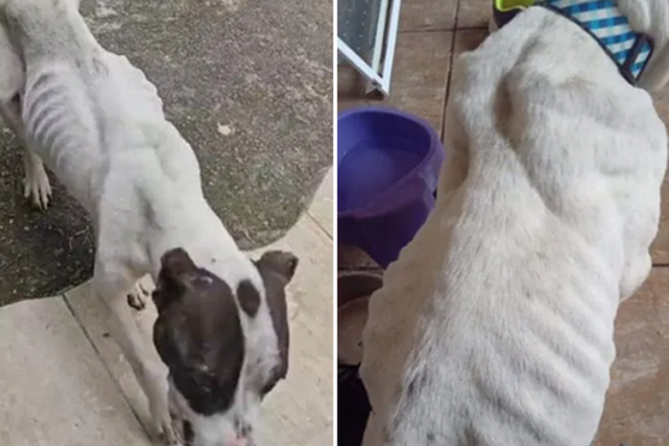 Suspeita de maus-tratos a animais é registrada na região