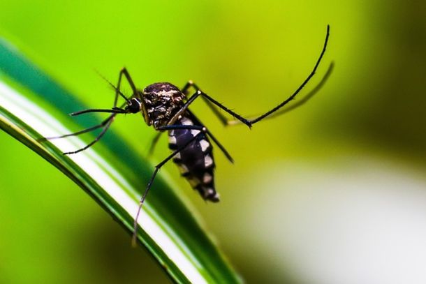 Casos de dengue crescem em Minas em uma semana