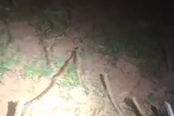 Serpente é capturada pelos Bombeiros em Andradas