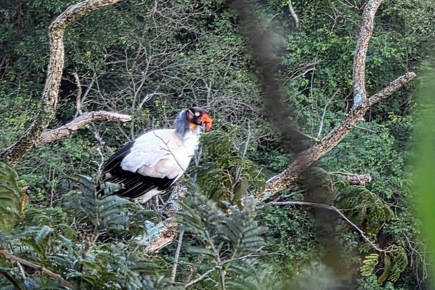 Urubu-rei é avistado na Serra do Pau D’Alho em Andradas