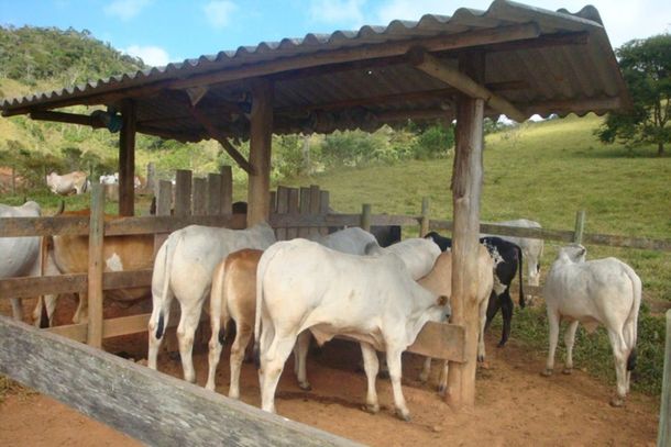 Atualização de rebanhos é obrigatória até 30 de junho em Minas