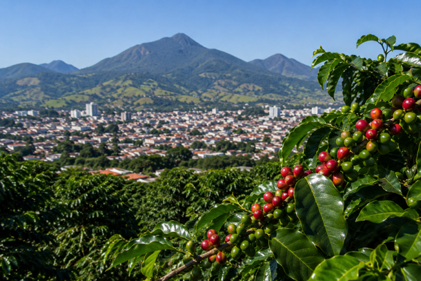 Pragas aumentam no outono e inverno em Andradas
