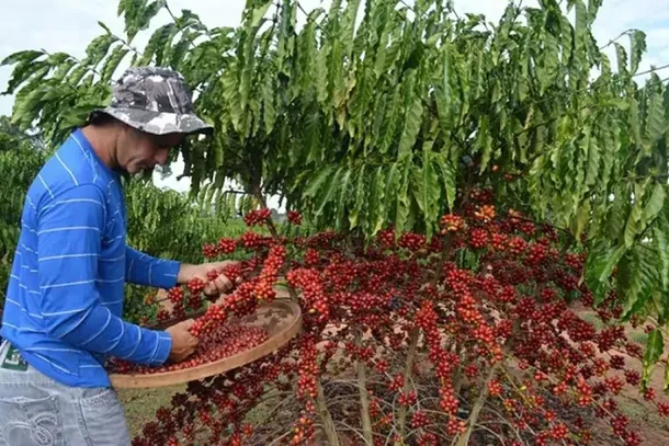 Previsão nacional aponta produção superior a 66 milhões de sacas