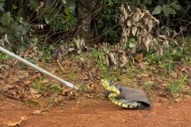 Cobra foi solta em uma &aacute;rea compat&iacute;vel com seu habitat natural