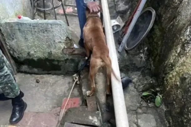 C&atilde;es ficaram sob os cuidados do Centro de Controle de Zoonoses