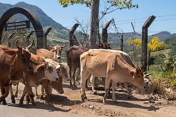 Bois e vacas foram flagrados no local