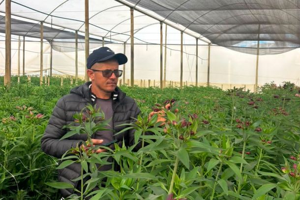 J&uacute;lio atua no cultivo protegido de hortali&ccedil;as e flores de corte