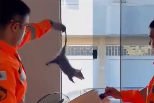 Ap&oacute;s ser resgatado, o animal foi solto em seu habitat natural