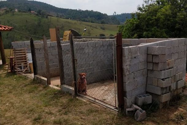 Pitbull foi examinado e deve permanecer na casa do dono por dez dias.