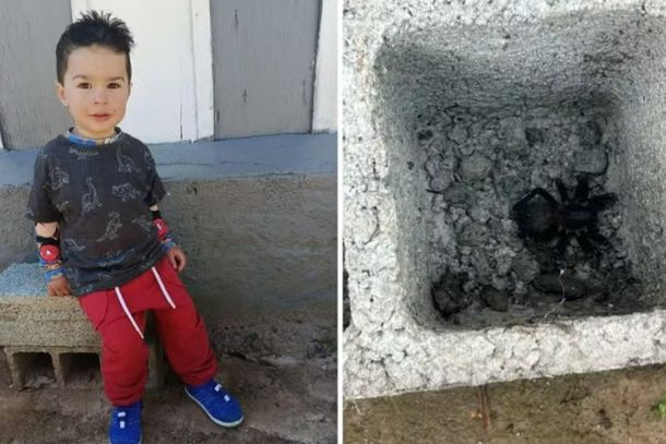 Entenda o caso da morte do menino de 1 ano e 8 meses que foi picado por aranha em Atibaia