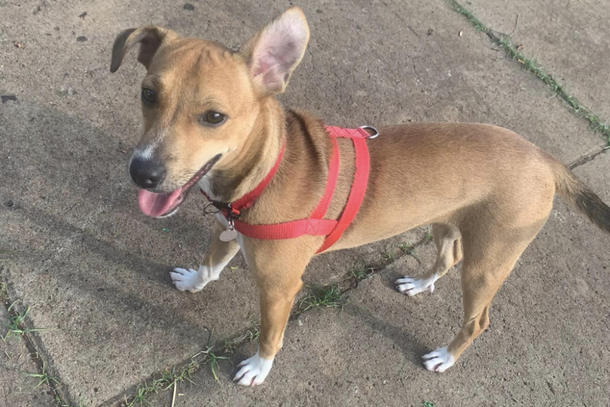 Fam&iacute;lia faz apelo para que a cachorrinha seja encontrada