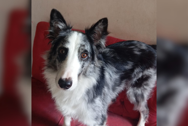 Mike &eacute; um Border Collie de porte m&eacute;dio