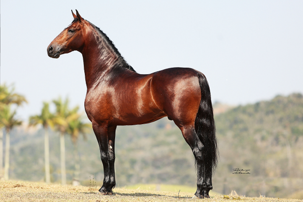 Luar do Malboro, cavalo da ra&ccedil;a mangalarga marchador vencedor de 47 t&iacute;tulos pelo pa&iacute;s.