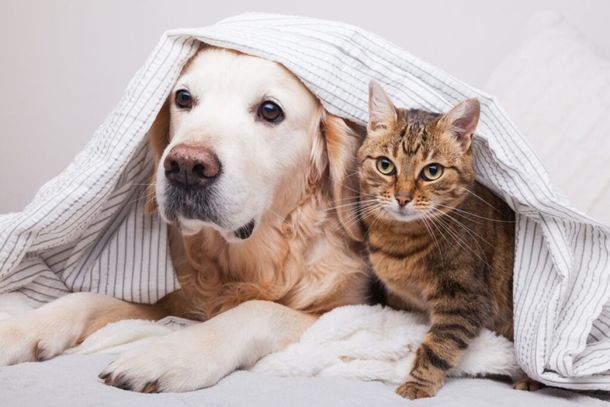 Barbacena abre cadastro para mais de 660 vagas de castra&ccedil;&atilde;o gratuita de c&atilde;es e gatos
