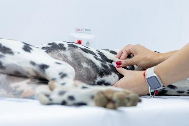 O Amigo Caramelo foi estruturado para ampliar as pol&iacute;ticas de causa animal no munic&iacute;pio, com a meta de atingir at&eacute; 4 mil consultas e 3 mil castra&ccedil;&otilde;es