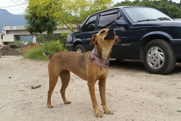 As multas podem variar de R$ 3 mil a R$ 50 mil por animal