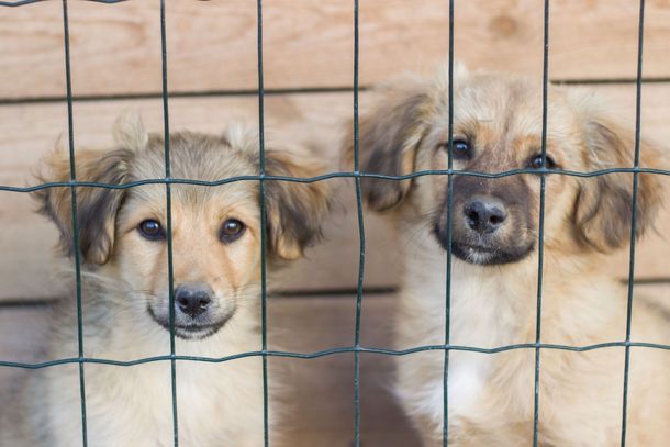 Filhotes fofos atr&aacute;s de uma cerca de canil, &agrave; procura de um lar amoroso. Imagem perfeita de companheirismo canino e ado&ccedil;&atilde;o.