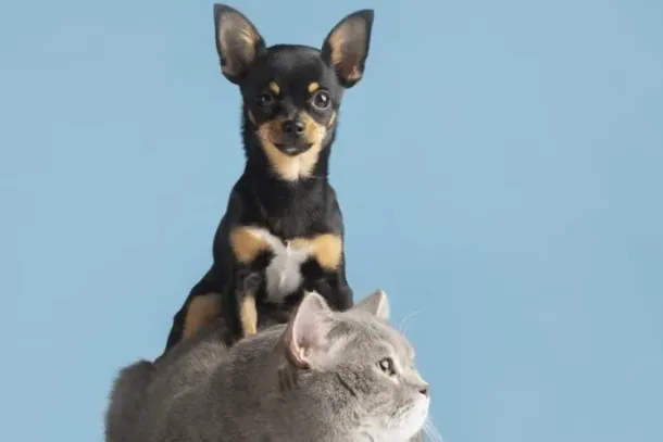 Animais idosos, filhotes e aqueles com doen&ccedil;as respirat&oacute;rias cr&ocirc;nicas s&atilde;o os mais suscet&iacute;veis &agrave;s mudan&ccedil;as t&iacute;picas da esta&ccedil;&atilde;o