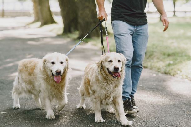 GSBRU re&uacute;ne orienta&ccedil;&otilde;es para melhorar a conviv&ecirc;ncia entre pets e moradores em condom&iacute;nios