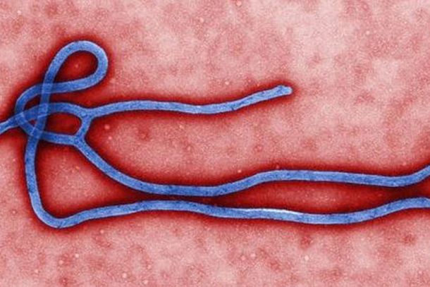 Evento promove a atualiza&ccedil;&atilde;o cient&iacute;fica sobre o ebolav&iacute;rus