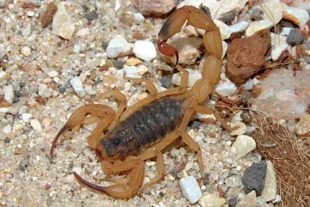 A Secretaria de Estado da Sa&uacute;de de S&atilde;o Paulo orienta que a popula&ccedil;&atilde;o procure atendimento m&eacute;dico imediato em caso de picadas, mesmo nos casos em que o animal n&atilde;o tenha sido visto pela v&iacute;tima
