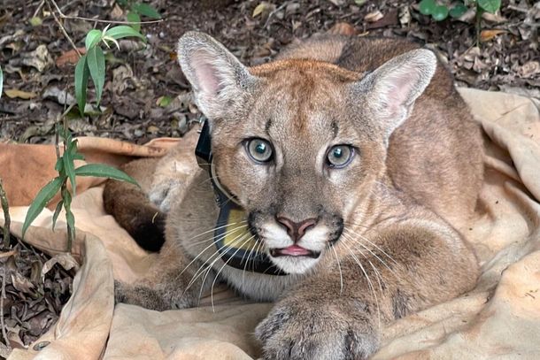 On&ccedil;a recebeu coleira de rastreamento e foi devolvido &agrave; natureza