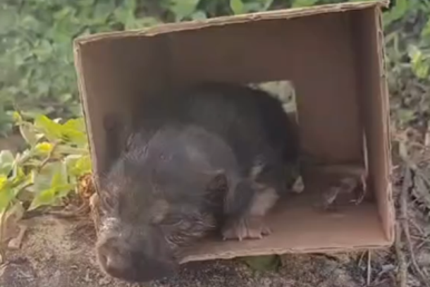 Caso gerou a revolta de protetores dos animais