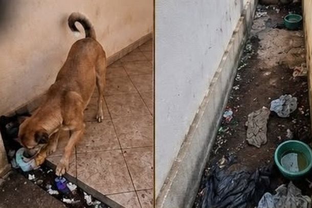 C&atilde;o ficou sob responsabilidade dos &oacute;rg&atilde;os competentes
