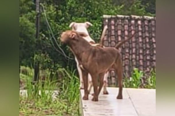 &Aacute;udio sugere matar pit bulls soltos a tiros em Guabiruba e ONG cobra provid&ecirc;ncias