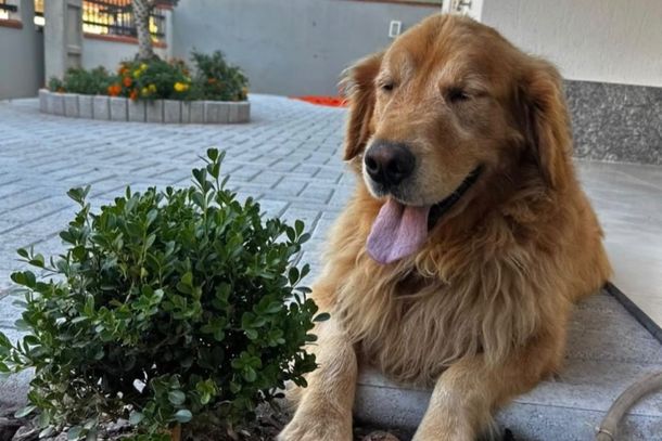 C&atilde;o Godofredo, que foi v&iacute;tima de maus-tratos, &eacute; devolvido &agrave; tutora ap&oacute;s decis&atilde;o judicial