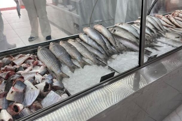 Mais de 23 toneladas de peixes impr&oacute;prios para consumo s&atilde;o apreendidas em SC; dono &eacute; preso
