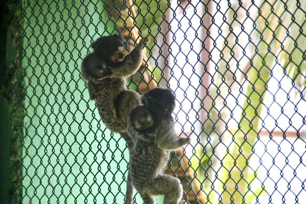 Zoobot&acirc;nico ganha dois novos moradores com nascimento de saguis g&ecirc;meos