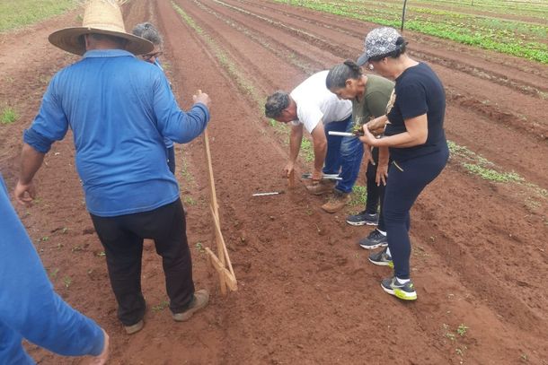 Plantio de morangos come&ccedil;ou nesta quinta-feira (10)