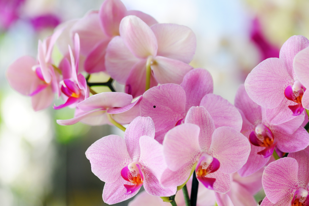 Orqu&iacute;deas 