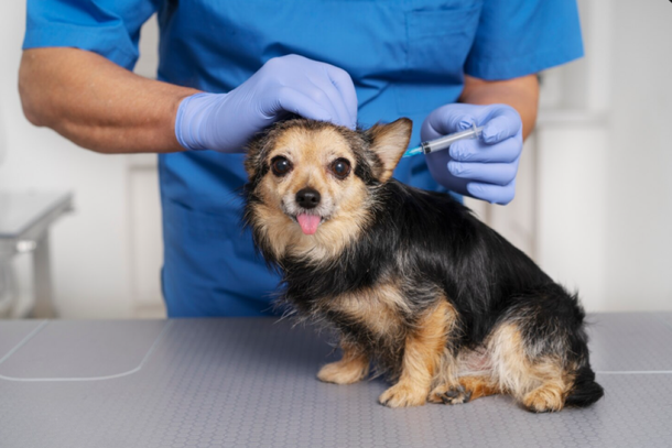 Administra&ccedil;&atilde;o municipal refor&ccedil;a estrutura da Vigil&acirc;ncia Sanit&aacute;ria com ve&iacute;culo exclusivo para a&ccedil;&otilde;es de prote&ccedil;&atilde;o e sa&uacute;de animal.
