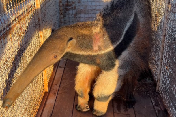 Animal resgatado
