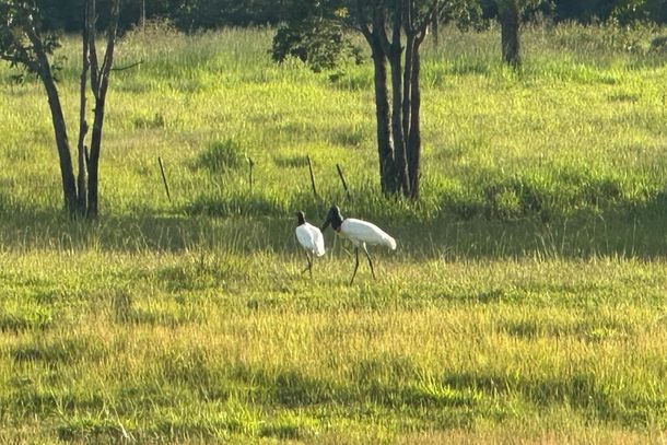 Tuiuis avistados &agrave;s margens da MS-306 na regi&atilde;o do Bols&atilde;o em MS (Foto: Direto das Ruas)