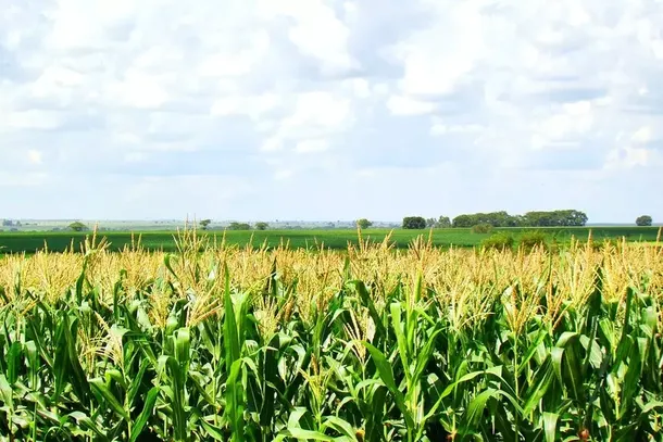 Planta&ccedil;&atilde;o de milho safrinha em Mato Grosso do Sul (Foto: Divulga&ccedil;&atilde;o)