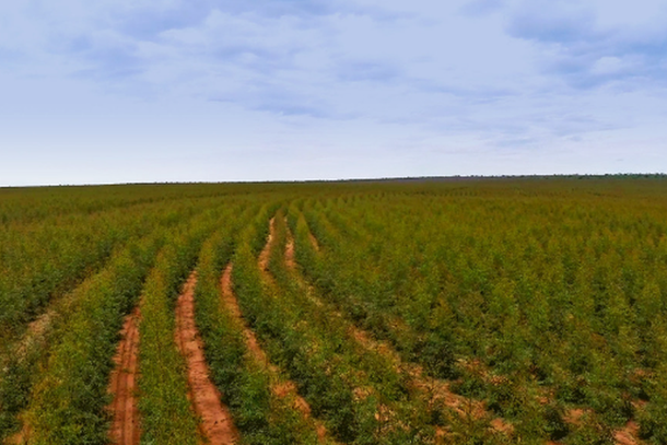 Planta&ccedil;&atilde;o de eucalipto em Mato Grosso do Sul (Foto: Divulga&ccedil;&atilde;o)