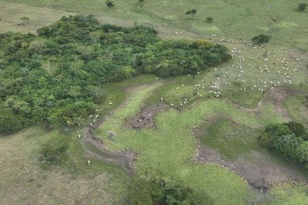 Gados em &aacute;rea de preserva&ccedil;&atilde;o em Bodoquena (Foto: Arquivo processual)