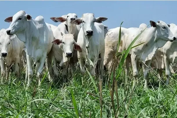 Gado em pasto de fazenda em Mato Grosso do Sul. (Foto: Embrapa/Arquivo)