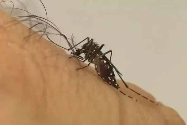 Mosquito Aedes aegypti, transmissor da doen&ccedil;a. (Foto: Arquivo/Campo Grande News)