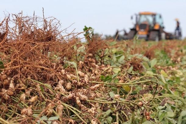 Mato Grosso do Sul &eacute; o segundo maior produtor de amendoim do pa&iacute;s (Foto: Mairinco de Pauda/Semadesc)