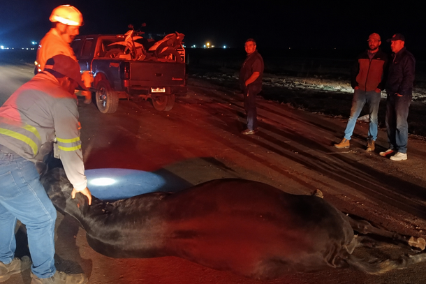 Um dos animais atingidos pelo ve&iacute;culo pesado na BR-163. (Foto: Rio Brilhante em Tempo Real)