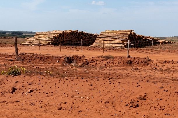 Toras de eucalipto empilhadas em &aacute;rea da regi&atilde;o Leste de Mato Grosso do Sul (Foto: Divulga&ccedil;&atilde;o/MPMS)
