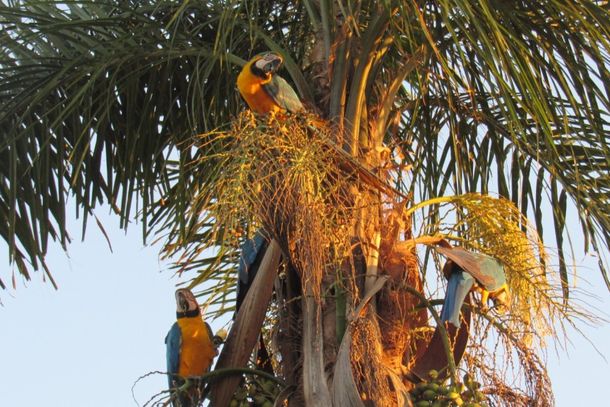Algumas das aves flagradas recentemente em Caarap&oacute;. Fotos: Viviane Matos