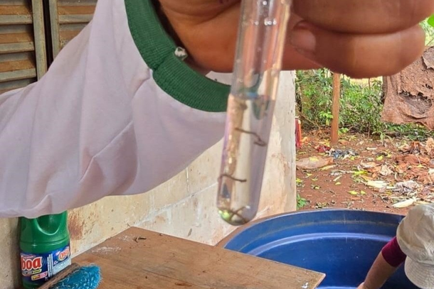 Larvas do transmissor da chikungunya e dengue, encontradas durante mutir&atilde;o (Foto: Fl&aacute;vio Ver&atilde;o/Divulga&ccedil;&atilde;o)