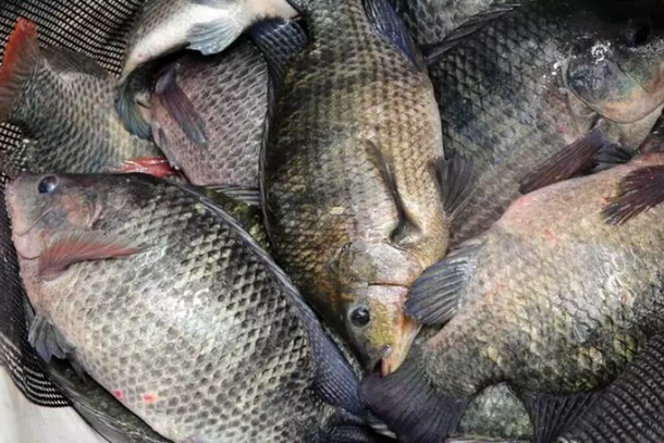 Fil&eacute;s de til&aacute;pia est&atilde;o entre os produtos de Mato Grosso do Sul que passam a ser atingidos pela nova tarifa adicional de 12,5% imposta pelos Estados Unidos